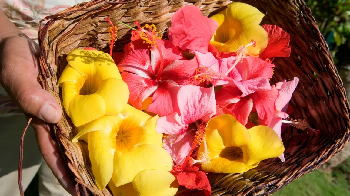 Exploring Different Types of Edible Flowers and Their Uses